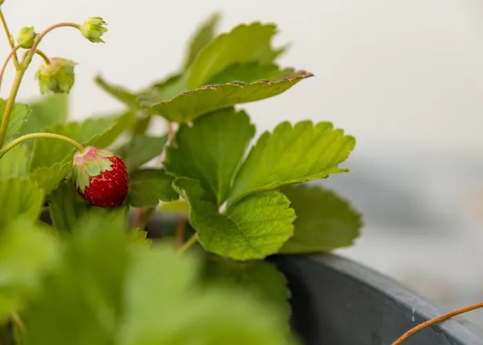 Galani Agios Stefanos Volos