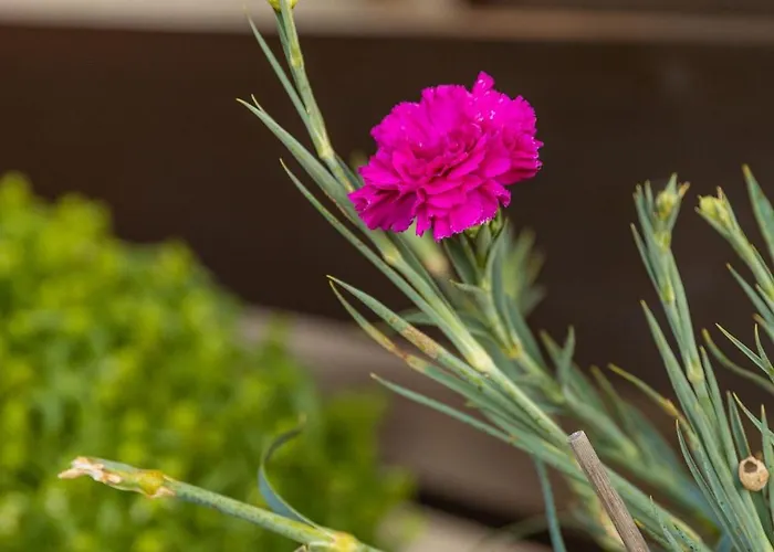 Galani Agios Stefanos Lejlighed