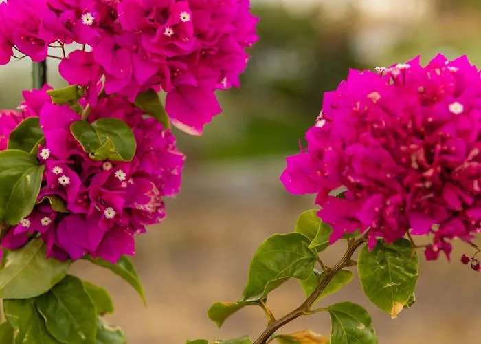 Galani Agios Stefanos Lejlighed *