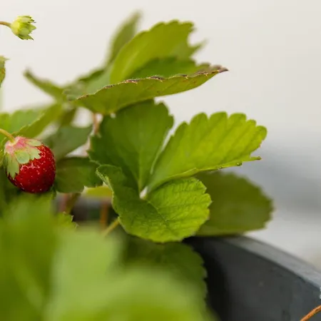 Galani Agios Stefanos Volos