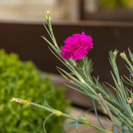 Galani Agios Stefanos Lägenhet