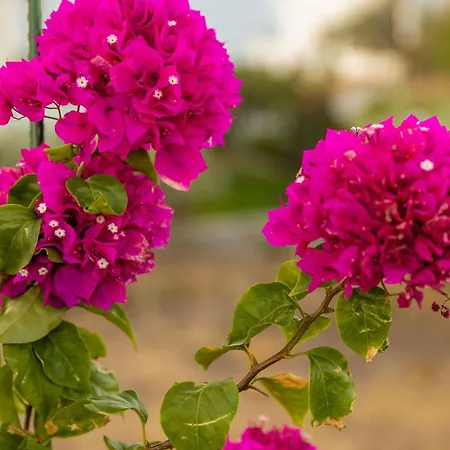 Galani Agios Stefanos Lägenhet *